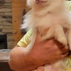 Partially blind and deaf toy aussie needs good home