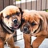 American Bandogge Mastiff puppies