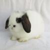 Holland Lop baby bunnies