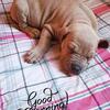 1 month old pup