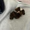 Baby Guinea Pigs