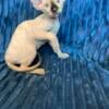 Purebred Sphynx Kittens Super Friendly