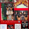 ABKC BLACK TRI MALE AVAILABLE FOR STUD USE! 