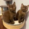 British shorthair kittens