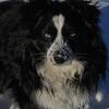 SOLD - Black bi male  - 2 blue eyes toy