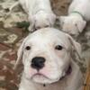 Pitbull puppies 8 weeks old Amityville New York