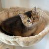 Beautiful Scottish Straight female kitten, 2 months old and ready for her loving forever home
