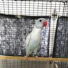 Blue recessive pied hen Indian Ringneck 8 months old $495.