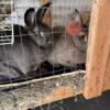3 Flemish Giant neutered brothers w/supplies and enclosure