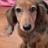 CH Sired Red Male - Miniature Dachshund - 3