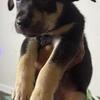 Puppies for sale