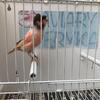 Canaries availables