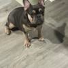 French bulldog 9 months old