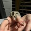 Super Sweet Standard Male Sugar Glider