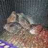 Jumbo and regular coturnix quail and hatching/eating eggs available