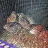 Jumbo and regular coturnix quail and hatching/eating eggs available