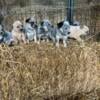 Blue and red heeler puppies