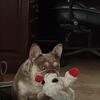 French bulldog