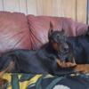 FOR SALE Doberman Pinscher pups