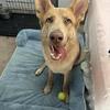 German Shepard Dog