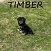 Timber Male Yorkie Poo Puppy