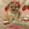 CKC Tiny toy poodle puppies