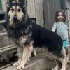 Selah`s Long Hair German Shepherds