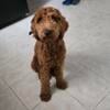 Female golden doodle 