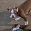 Boston Terriors