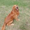 Beautifully Red Golden Retriever For Stud 