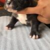 American bully male puppy ABR