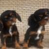 AKC Registered Cavalier King Charles Spaniel puppies!