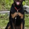 Precious Rottweiler 6 months old