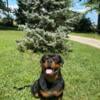 Akc German Rottweiler for Stud