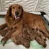 Dark red AKC Golden Retriever puppies