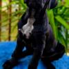 Clean Cut Cane Corso Puppies!