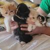 Persian white kittens available