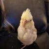 2 bonded cockatiels for sale