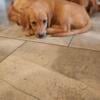 AKC Golden retriever Puppy 