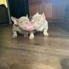 Micro American Bully Puppies