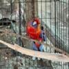 Young male adelaide and female blue pennant rosellas