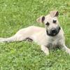 Male Black Mouth Cur Youngster