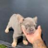 Exotic Fluffy Frenchie (Male)