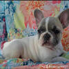 AKC FRENCH BULLDOG 