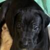 Akc big beautiful Great Dane pups