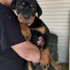 Rottweiler Puppy Male and Rottweiler Puppy Female