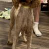 Petite AKC Standard Poodle Full Rights
