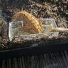 Geckos