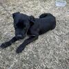 Cane Corso Puppy for Sale – Champion Bloodline – Ready Now! 🐾