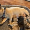 French Bulldog Puppies for Sale